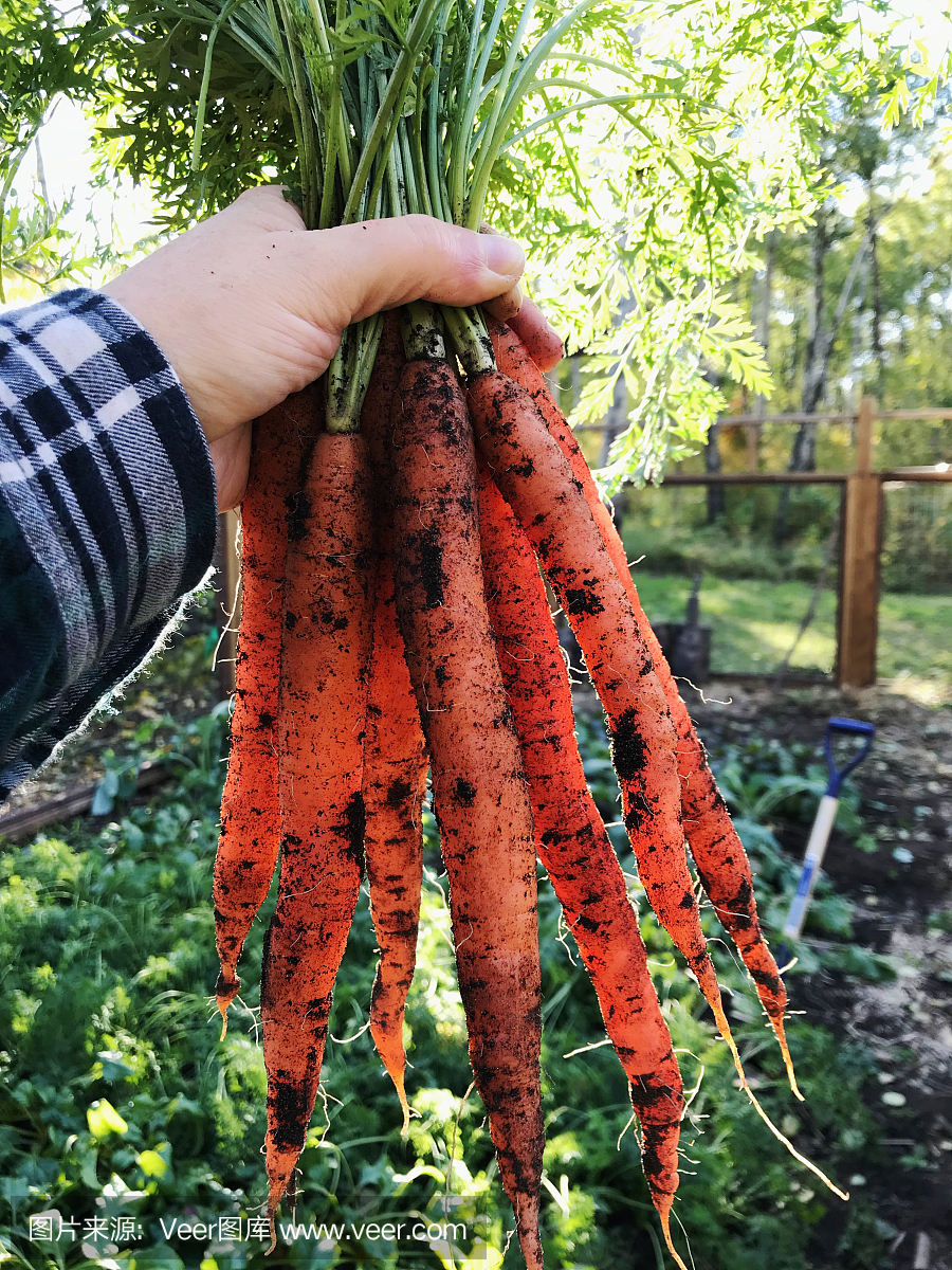 自家种植的新鲜橘园胡萝卜
